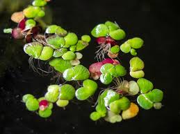 Image result for Spirodela