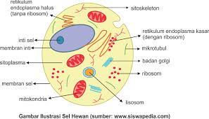 We did not find results for: Perbedaan Sel Hewan Dan Sel Tumbuhan Siswapedia