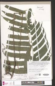 Image result for Pneumatopteris afra