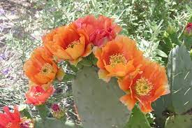 Opuntia macrorhiza large ruffled yellow flowers prickly pear cactus 2 for the price of 1 sale!!! Prickly Pear Cactus Lovetoknow
