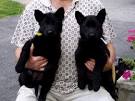Black German Shepherd | Available Puppies | German ...