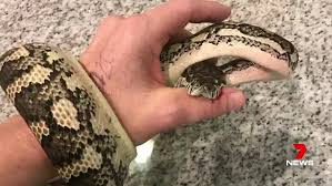 They offer a unique combination of traits, aesthetics and tendencies, which make them wonderful pets for those with the necessary dedication. Woman Experiences Agonising Pain From Carpet Python Bite Daily Mail Online