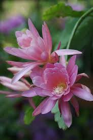 Epiphyllum Hayet Beautiful Flowers Garden Blooming Cactus Orchid Cactus
