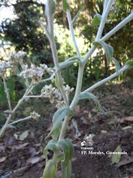 Image result for Bulbostylis trabeculata