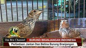 15 jenis burung branjangan terbaik beserta harga. Gambar Burung Branjangan Jantan Jenis Burung Kolibri Adalah Jenis Burung Kecil Penghisap Nektar Dengan Harga Burung Kolibri Cukup Murah Dan Cara Merawat Kolibri Juga Mudah