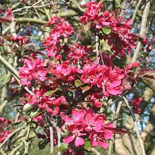 Image result for Malus × purpurea