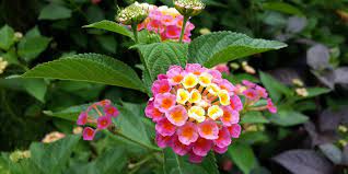 Fiorellini a grappolo profumatissimi che crescono inizio primavera / al ristorante non si può fumare. Lantana Cura Potatura E Tipologie Di Questa Pianta