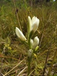 Image result for Phaius occidentalis