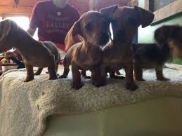 Live the amazing life of a dog owner and opt for one of our miniature dachshund puppies for sale. Dachshund Puppies For Sale Wisconsin