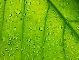 * plants and microorganisms that contain chlorophyll may be described as photosynthetic organisms. Chlorophyll Wirkung 12 Verbluffende Chlorophyll Fakten