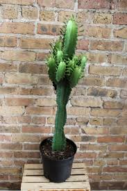 Image result for Euphorbia eranthes