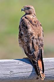 Hawk Vs Eagle: 6 Key Differences Explained - A-Z Animals