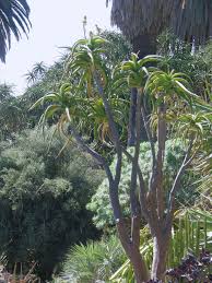 Image result for Aloidendron tongaense
