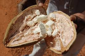 Pain De Singe Le Super Fruit Senegalais Qui Interesse Desormais Les Occidentaux