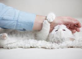 Find Out The Reasons Behind Cat Love Bites And Why Cat Biting Can Be A Sign Of Affection Cat Biting Kitten Biting Cat Love