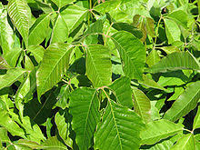 Its leaves are pointed at the tip and grow in groups of three. Toxicodendron Radicans Wikipedia