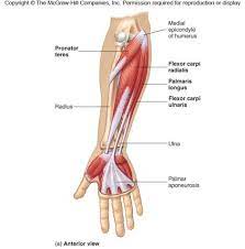 How much protein in commercial beverage supplement. Ap Lab Muscles Flashcards Quizlet