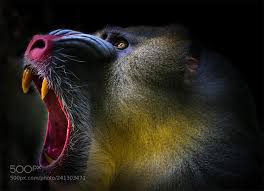 Monkey Hy Jiang Beijing China Ilce 7m2 Animals Photo Nature Monkey Mandrill Monkey Animals