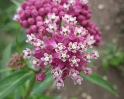 Asclepias Incarnata Aka Swamp Milkweed Asclepias Incarnata Asclepias Swamp Milkweed