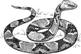 Pin By Debbie Phillips On The Valley Of Negura Snake Coloring Pages Snake Drawing Snake Sketch Create a pencil drawing from your picture. snake coloring pages snake drawing