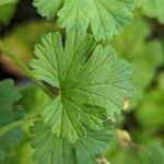 Image result for Pelargonium grossularioides