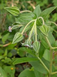 Image result for Trichodesma physaloides