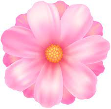 Pin On Pink Flowers