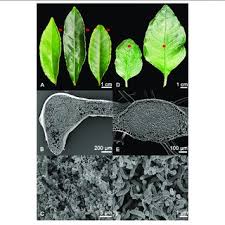 Image result for Tricalysia semidecidua