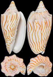 Image result for Chenolea