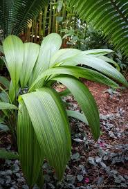 Image result for Molineria