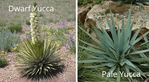 Creative landscape designs for yucca plants if you're not sure how to design your garden for your yucca, consider a rocky landscape or a more tropical design. Everything You Need To Know About Caring For Yucca Plants