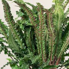 Image result for Asplenium uhligii