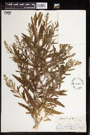 Image result for Clutia paxii