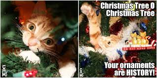 Check spelling or type a new query. These Holiday Cat Memes Will Get You In The Christmas Spirit Cole Marmalade