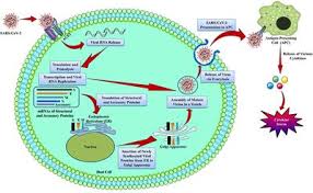 Maybe you would like to learn more about one of these? Frontiers Ncovid 19 Pandemic From Molecular Pathogenesis To Potential Investigational Therapeutics Cell And Developmental Biology