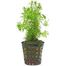 Image result for Rotala serpiculoides