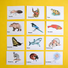 From the number of hearts to the number of eyes, every animal is merely weird in its own way. Animal Trivia Questions For Kids