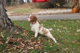 Dogwood brittanys can help you. American Brittany Hunting Dog Puppies Breeders Adoption Mn