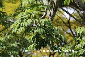 Image result for Ceiba pentandra