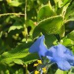 Image result for Commelina latifolia