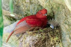 Baby Bird Identifier By Picture Brighten Your Day With Some Sweet Baby Bird Pics Birds Bird Pictures Wild Birds