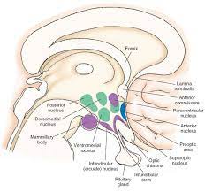 2 ˝open book concept˝ (suggestion of the name by domina petric, md; The Hypothalamus Integrative Systems Part 1 Brain Anatomy And Function Brain Anatomy Human Anatomy And Physiology