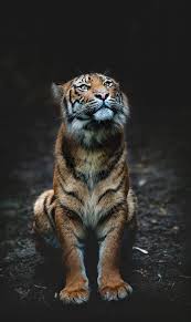 stunning images of some of the world s most endangered animals tiger pictures animals endangered animals