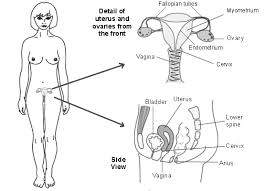 This article looks at female body parts and their functions, and it provides an interactive diagram. The Female Reproductive System Female Sexual Organs Patient