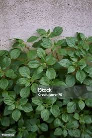 Image result for Parietaria