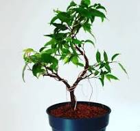 Experimenting with growing aerial roots on my ficus ...