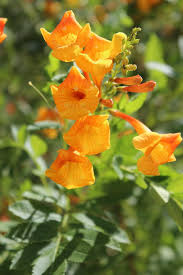 The oleander (nerium oleander) is an evergreen desert tree. Usa Arizona Desert Flower Blossom Bloom Yellow Orange Nature Plant Close Up Pikist