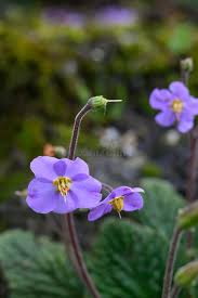 Image result for Gesneriaceae
