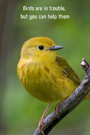 Birds Of North America Poster Framed Birds Are In Trouble But You Can Help Them North America Animals Birds