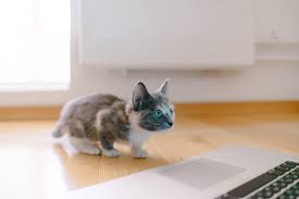 5 Reasons Why Cats Wag Their Tails